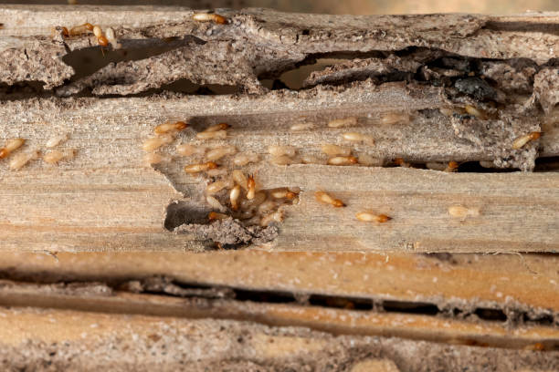 Reliable Jennings Lodge, OR Pest Control Solutions